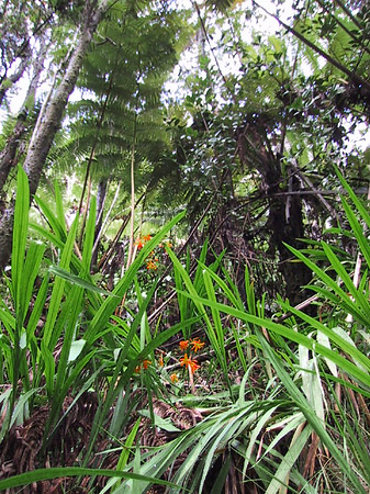 Foto In Hawaiis Wäldern - 