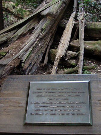 Fotos Muir Wald | 