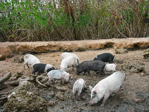 Fotos Schweine | 