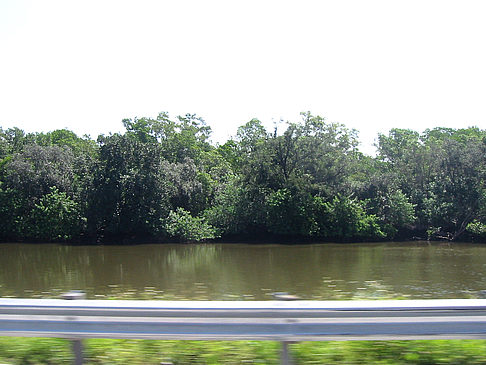 Straßenrand auf Marco Island