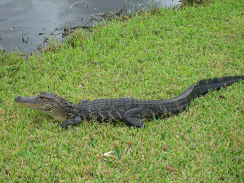 Fotos Krokodil