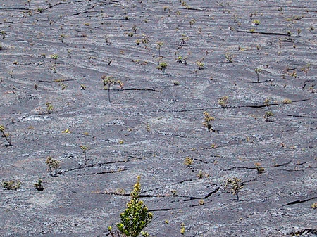 Erstarrte Lava Fotos