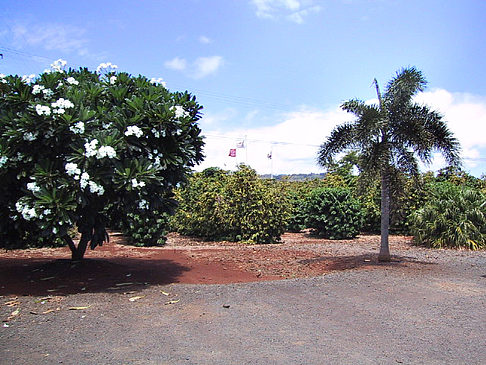 Foto Plantagen auf Kauai