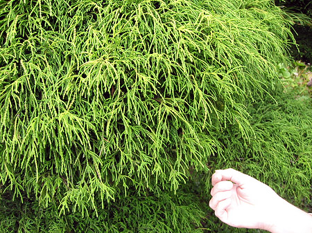 Golden Gate Park mit Botanischen Garten Foto 
