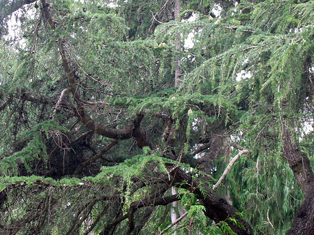 Foto Golden Gate Park mit Botanischen Garten - San Francisco